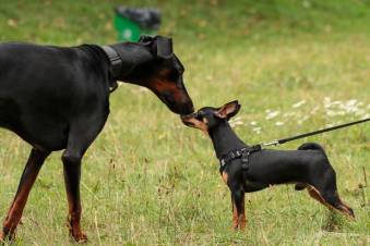VIII Jastrzębski DogTrekking "TropDOGrzybka" - fotorelacja autorstwa A. Liszaj | A. Liszaj i M. Gebauer