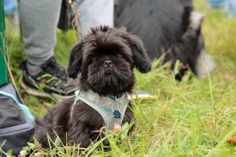 VIII Jastrzębski DogTrekking "TropDOGrzybka" - fotorelacja autorstwa A. Liszaj | A. Liszaj i M. Gebauer