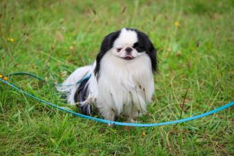 VIII Jastrzębski DogTrekking "TropDOGrzybka" - fotorelacja autorstwa M. Gebauer | A. Liszaj i M. Gebauer