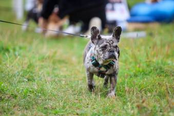 VIII Jastrzębski DogTrekking "TropDOGrzybka" - fotorelacja autorstwa M. Gebauer | A. Liszaj i M. Gebauer