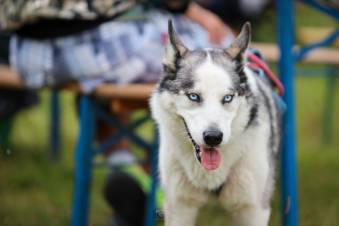 VIII Jastrzębski DogTrekking "TropDOGrzybka" - fotorelacja autorstwa M. Gebauer | A. Liszaj i M. Gebauer