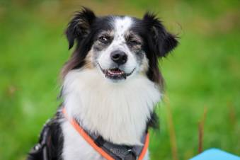 VIII Jastrzębski DogTrekking "TropDOGrzybka" - fotorelacja autorstwa M. Gebauer | A. Liszaj i M. Gebauer