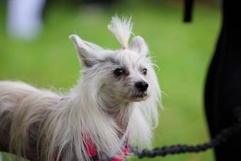 VIII Jastrzębski DogTrekking "TropDOGrzybka" - fotorelacja autorstwa M. Gebauer | A. Liszaj i M. Gebauer