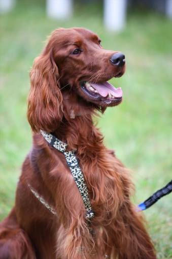 VIII Jastrzębski DogTrekking "TropDOGrzybka" - fotorelacja autorstwa M. Gebauer | A. Liszaj i M. Gebauer
