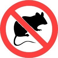 Jak uniknąć szczurów?