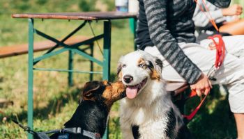 Las Kyndra opanowali miłośnicy psów. Za nami Jastrzębski Dogtrekking
