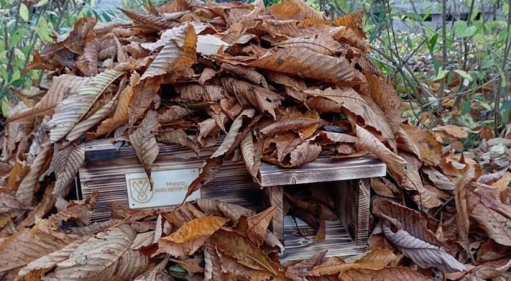 Pomóżmy jastrzębskim jeżom przetrwać zimę! Fot. materiały prasowe UM Jastrzębie