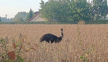 Najpierw kangur, teraz emu. Egzotyczny uciekinier spaceruje po Ruptawie