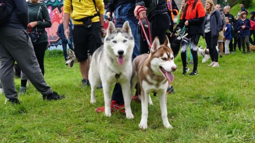 VII Jastrzębski DogTrekking TropDOGrzybka