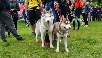 Można już zapisać się na VII Jastrzębski DogTrekking TropDOGrzybka